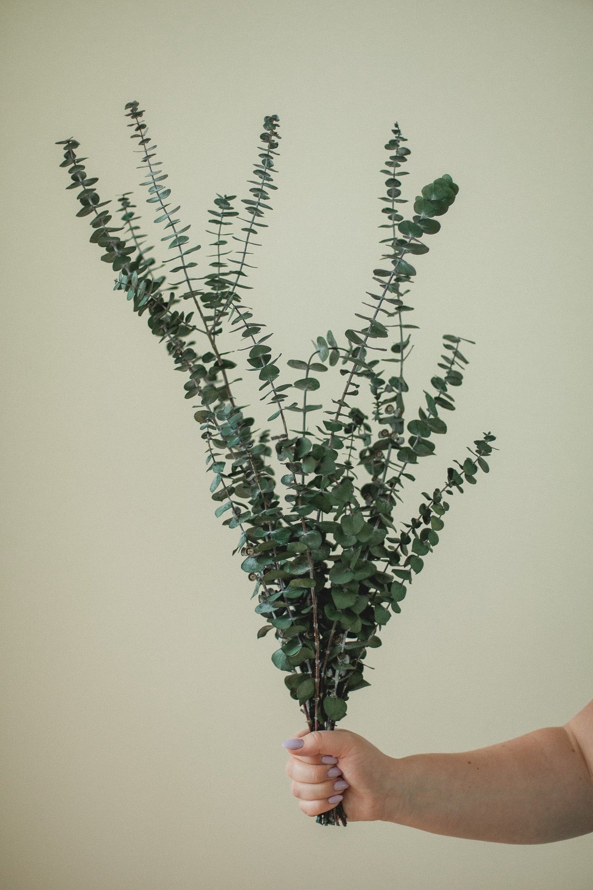 Italian Baby Eucalyptus