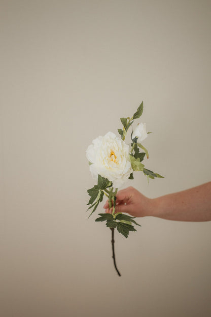 Mountain Peony