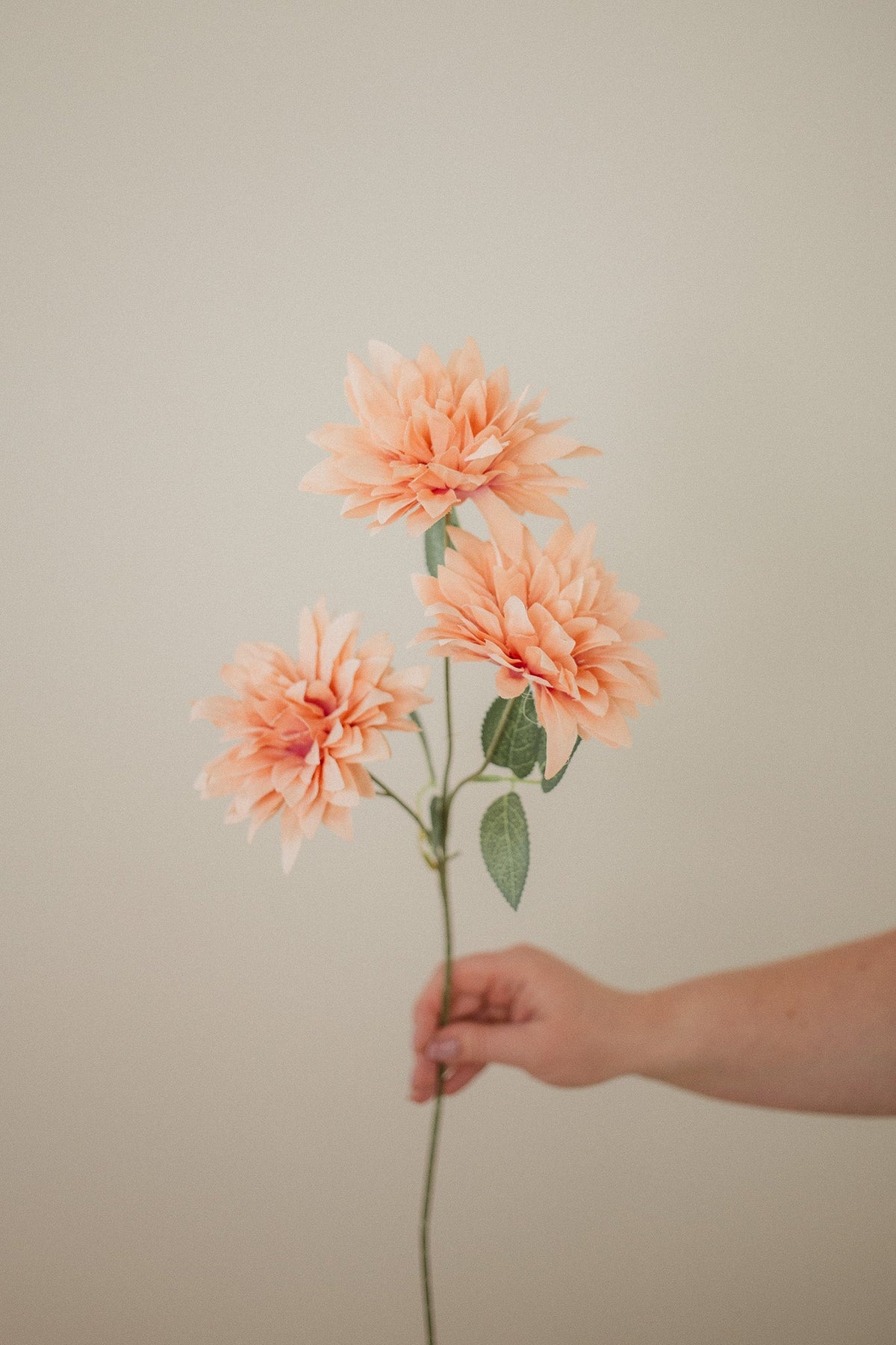 Dahlia