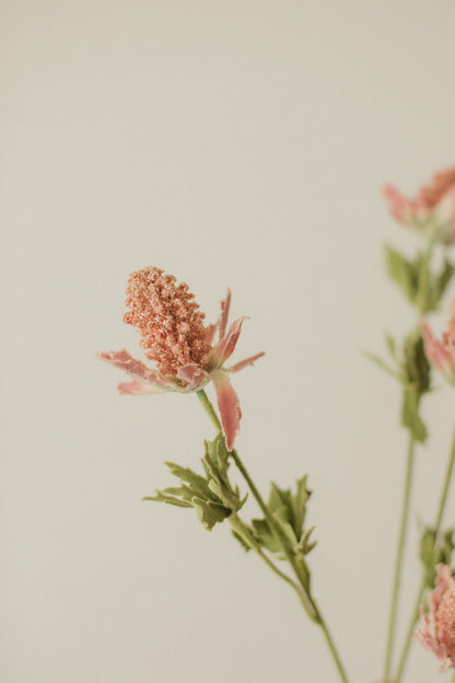 Bell Thistle