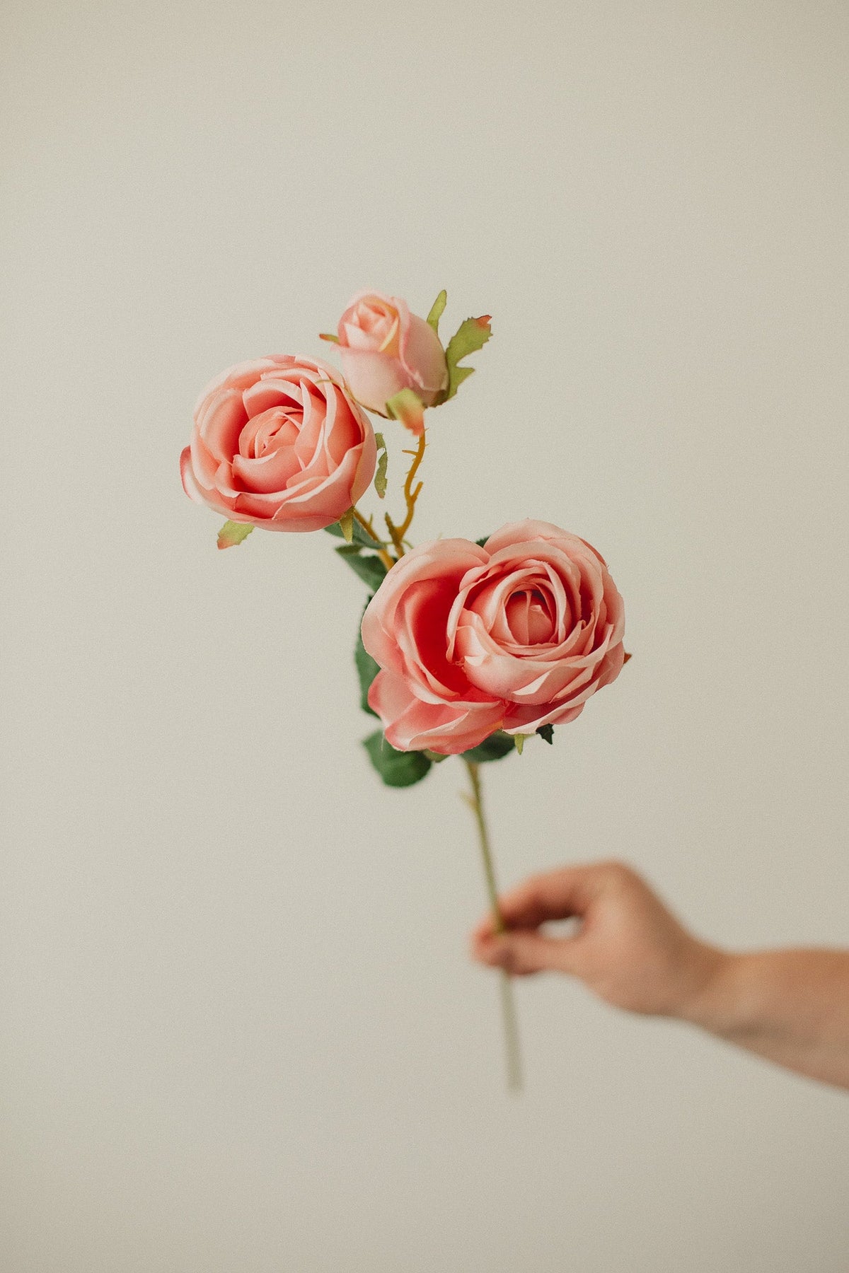 Italian Rose
