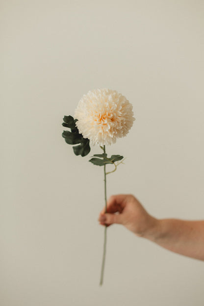 Chrysanthemum