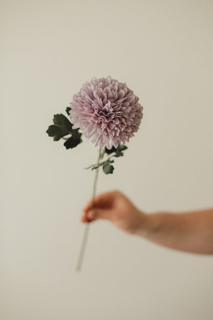 Chrysanthemum
