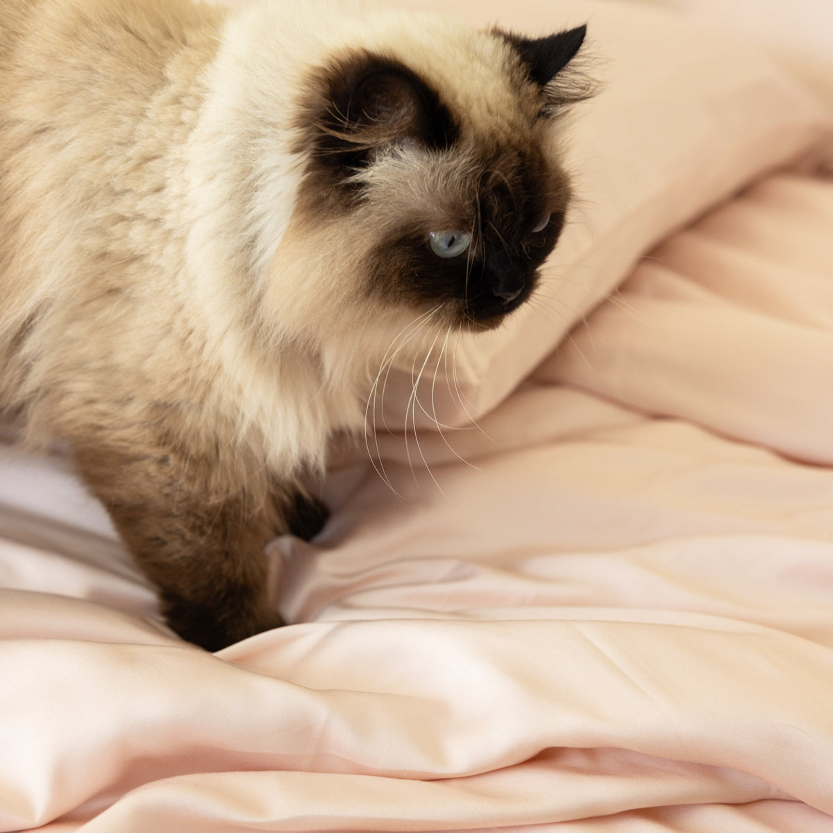 Organic Bamboo Sateen Duvet Cover Set