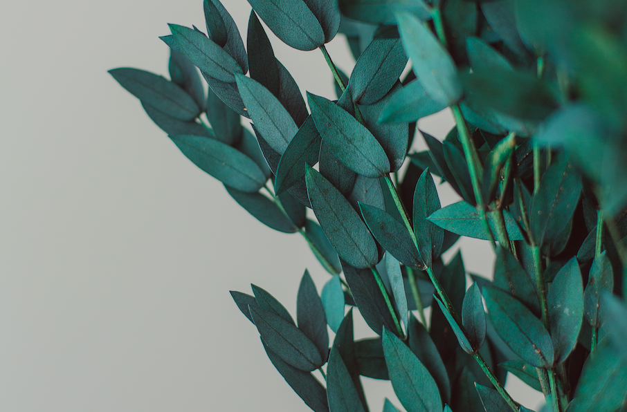Preserved Short Willow Eucalyptus (Parvifolia)